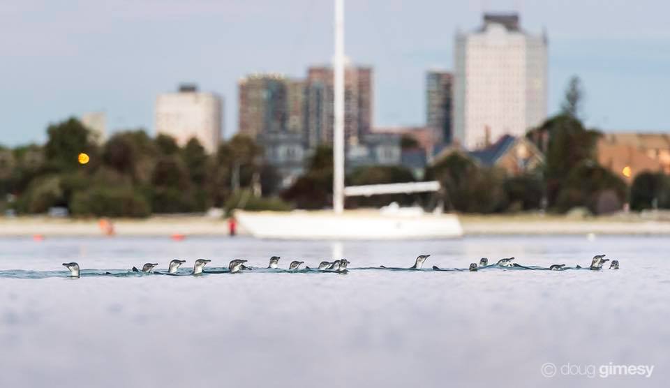 St Kilda Penguins - St Kilda